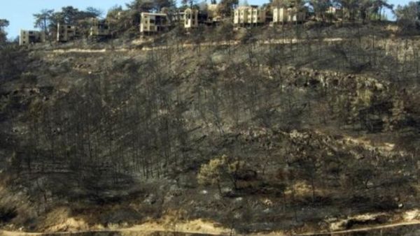 مساحات حرجية محترقة في جبل الكرمل 