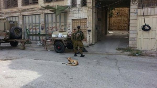 جنود الاحتلال في شوارع مدينة الخليل جنوب الضفة الغربية