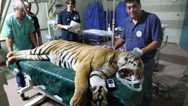 Amir Khalil (R) the director of the NGO "Four Paws" treats a tiger which was evacuated from a zoo in Khan Younis in the southern Gaza Strip at the Israeli Hebrew University veterinary teaching hospital in Beit Dagan, near Tel Aviv, on August 24, 2016, prior to being transported to South Africa.  (AFP/Menahem Kahana)