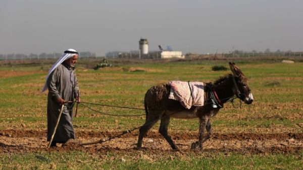 A Palestinian farmer on his land in the Gaza Strip. (AFP/File)