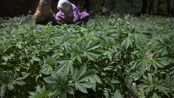 Just another stroll in the cannabis field.