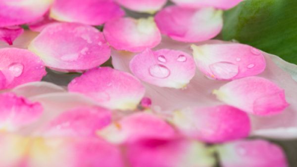 ماء الورد يزيل آثار التعب والإرهاق التي تعاني منها العين طوال النهار