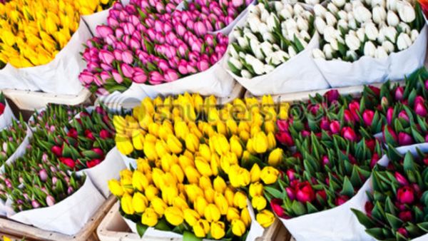 تتراوح مبيعات الأزهار في لبنان سنويا بين 18 و22 مليون دولار، غير أن هذا الرقم هبط إلى أكثر من النصف