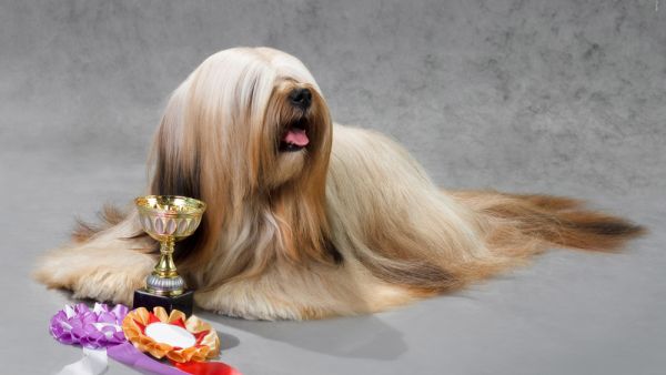 It's not clear whether dogs who have already been awarded prizes will get to keep their trophies and ribbons. (Shutterstock)