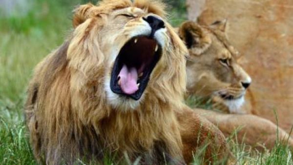Lion attacked a young girl in Saudi Arabia during 'Jeddah Spring' Festival. (AFP/ File Photo)