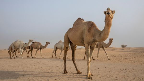(Shutterstock/ File Photo)