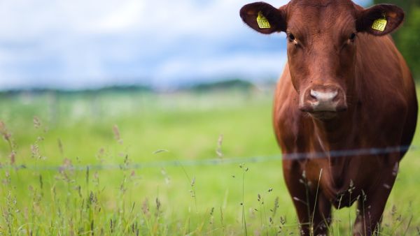 The game, called Bagra, has players abduct their opponents' cows with a UFO, and winners can choose to donate a cow, have the cow delivered to them live, or in the form of raw meat. Pamela the cow was kept alive. (Shutterstock)