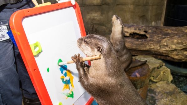 The Otter Encounter allows visitors to get up close to and personal with their otters. (de8ah.com)