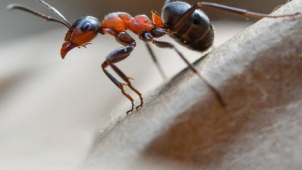Watch out for the killer ant  (AFP/ File Photo)