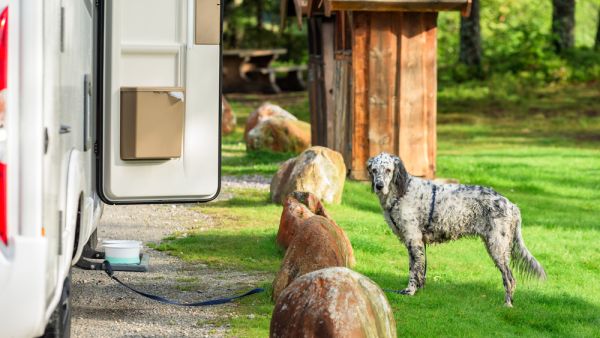 A dog spotted tied to the back of a moving semi truck. (Shutterstock/ File Photo)