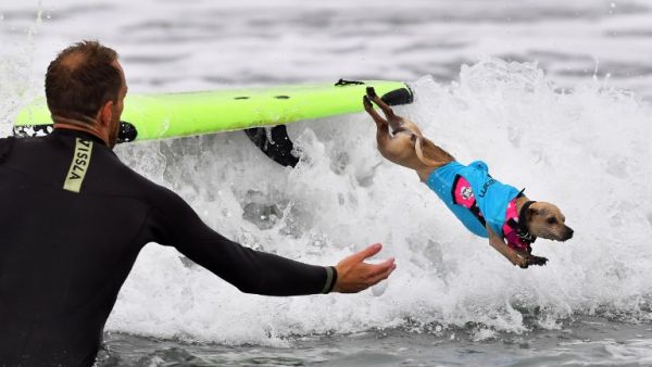 A Surfing Dog leaps off the board during the 10th annual Surf City Surf Dog contest in Huntington Beach, California on September 29, 2018. (Frederic J. BROWN / AFP)