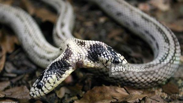 Two-headed snake on exhibit at Cameron Park Zoo. (AFP/ File Photo)