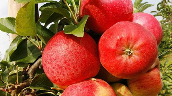 The forbidden fruit  for one U.S. customs officer. (Shutterstock/ File Photo)