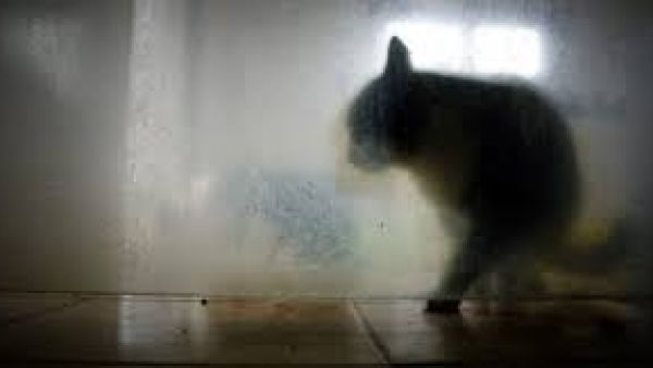 A Pennsylvania couple's pet cat has alerted its owners to a late night fire. (AFP/ File Photo)