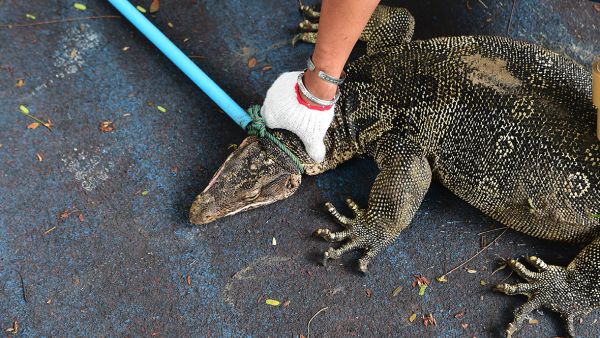 the 5-and-a-half-foot, 35-pound lizard was last seen March 4 at around 1:20 p.m. (AFP/ File Photo)