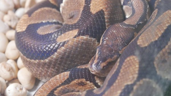 (Shutterstock/ File Photo)