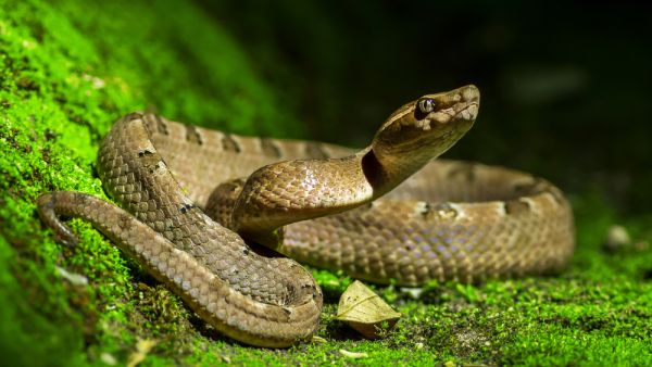 (Shutterstock/ File Photo)