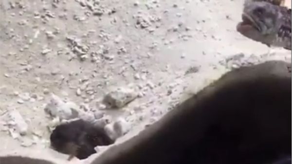 سمكتين اثناء المشاجرة