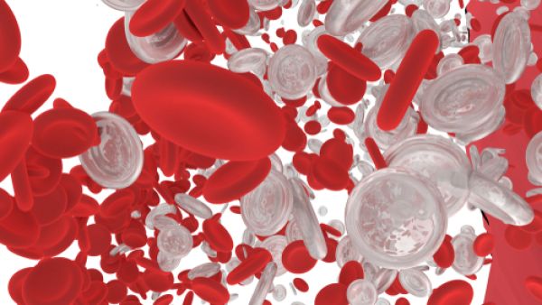 أسباب نقص كريات الدم البيضاء عند الأطفال الإصابة بفقر الدم أسباب نقص كريات الدم البيضاء عند الأطفال الإصابة بفقر الدم