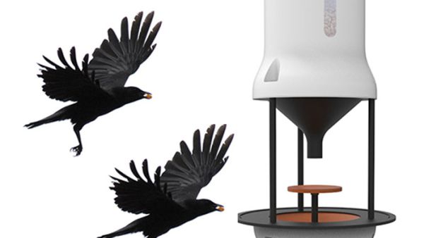 غربان عمال نظافة