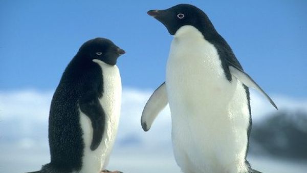 بطريق ورفيقته