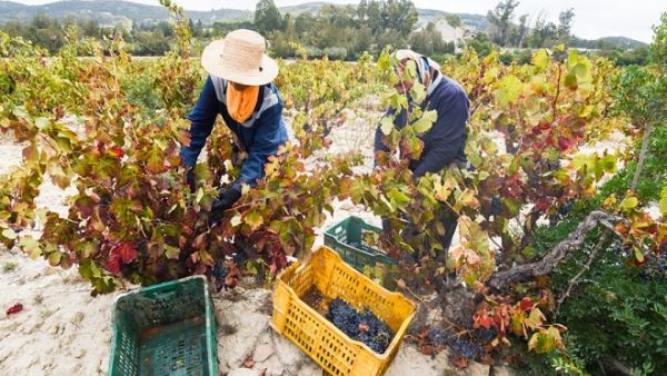 Tunisian women harvest grapes in the wine-producing region of Grombalia as the country looks to branch out into wine tourism. (AFP/ Fethi Belaid) 