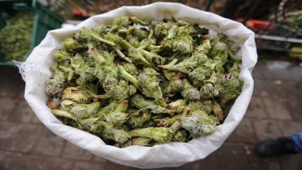 العكوب، نبتة برية شوكية، تطهى مع اللبن واللحم والأرز  