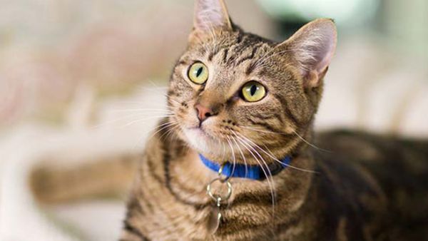 إماراتي يعذب قطة حتى الموت