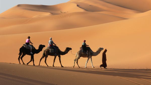 Camels can carry humans... and deadly respiratory viruses. (Shutterstock) Camels can carry humans... and deadly respiratory viruses. (Shutterstock)