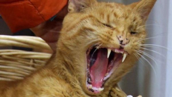 القط المتهم بالاعتداء على كلاب