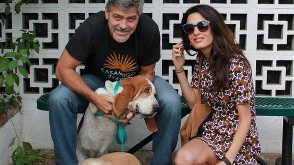 Hollywood star George and Amal Clooney have reportedly bought a multi-million dollar apartment in Manhattan, New York City. (www.zimbio.com)