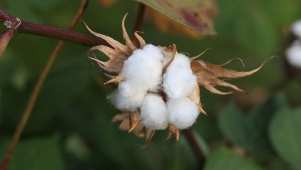Egypt's sunny skies and superior seed help it grow a cotton known for unusually long fibres that produce a light, durable fabric. (File photo)