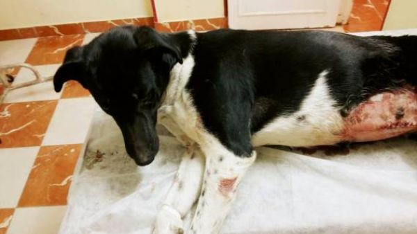 اغتصاب كلبه