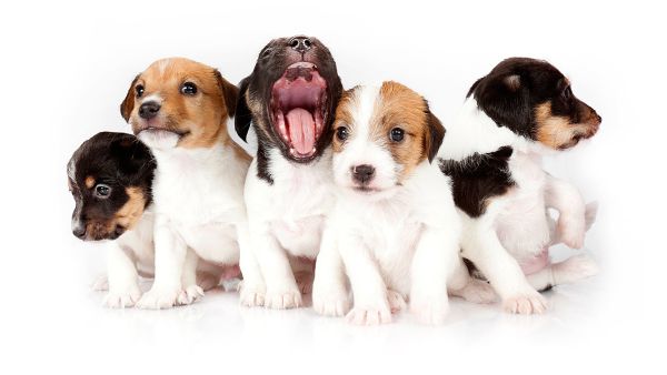The cutest problem. (Shutterstock)