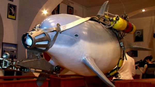 ارشيف/ دولفين موجه يستخدم لغايات التجسس العسكري ويمكنه حمل متفجرات