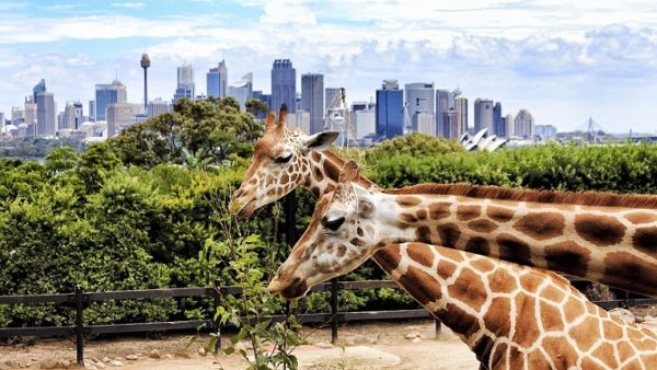 Dubai Safari is set to open doors soon.