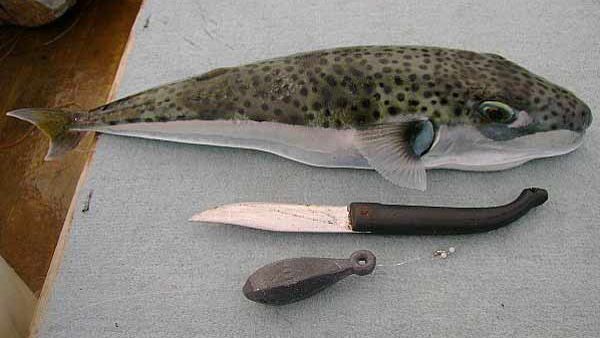 The young man earned his living as a fish seller (File)