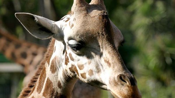 لساتها صاحية بس منعوسة