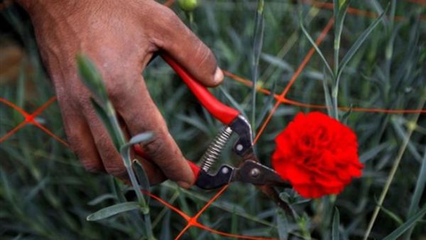 مزارع فلسطيني يقطف الزهور من احدى مزارع غزة بعد ان سمحت اسرائيل لهم بتصدير بعض منتوجهم للاتحاد الاوروبي/أ.ف.ب