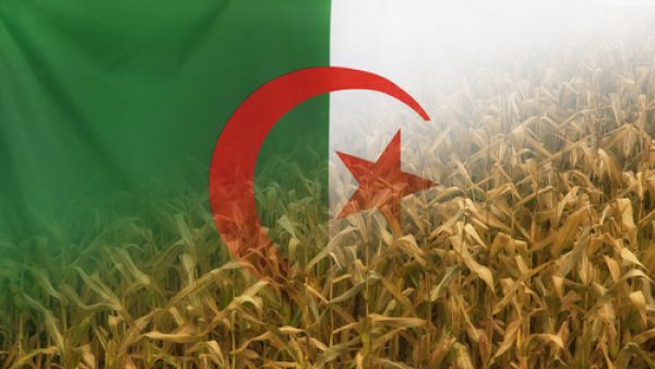 الجزائر تستنجد بالأجانب بهدف  إنعاش الزراعة