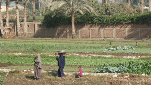 مصر تعتزم تسوية مشاكل صادراتها الزراعية مع دول عربية