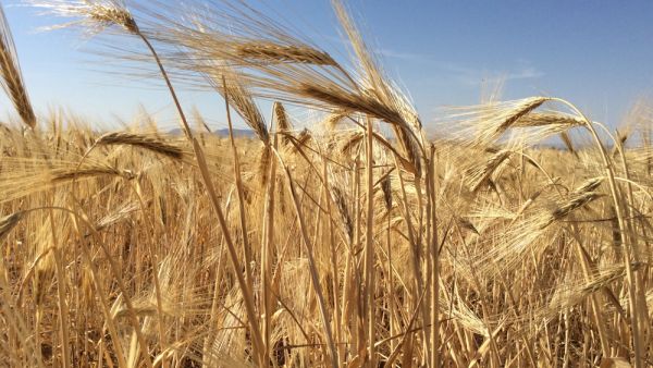 أسعار الحبوب في تونس تؤجج غضب المزارعين