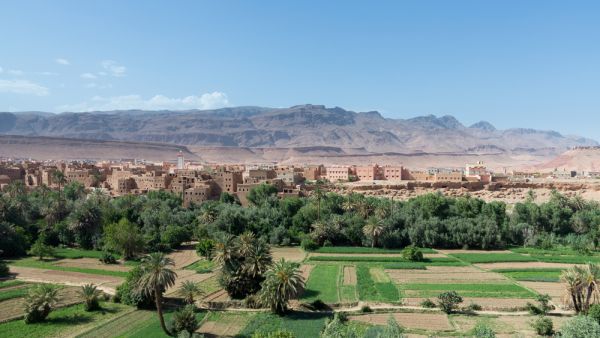 مزارعون مغاربة يخاطرون بعدم التأمين على محاصيلهم