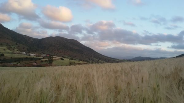 القمح يرفع فاتورة واردات غذاء المغرب