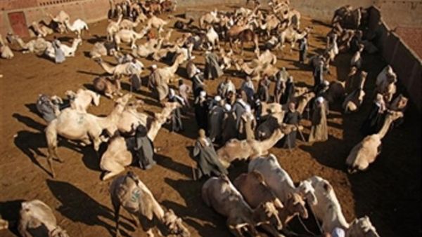 لوحظ تغيراً في سلوك المشترين في بعض المناطق بالتوجه للإبل