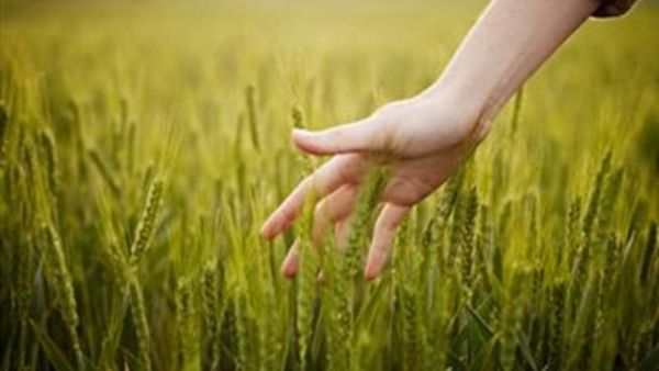 Saudi Agriculture 2013 will be held with the support of the Ministry of Agriculture and is accredited by UFI