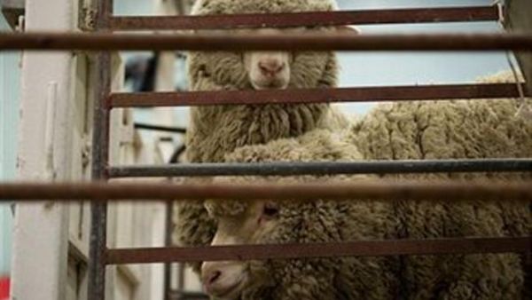 Due to the large number of sheep available in the market, the FTA president said he expected prices to remain stable during the four-day Eid