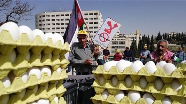 أبقار ودجاج وبيض أمام البرلمان الأردني احتجاجاً على ضرائب الزراعة