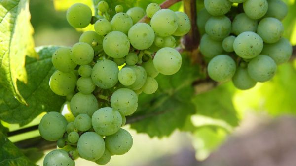 "The bio-based material is then used for Veuve Clicquot’s innovative packaging, a Champagne bottle case that is 100 percent biodegradable and recyclable." 