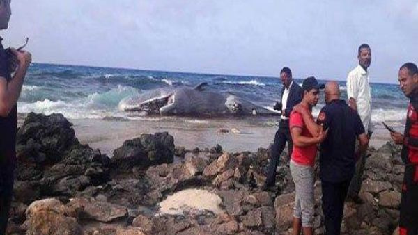 يبلغ طوله حوالي 15 مترا، ويزن حوالي 7 أطنان